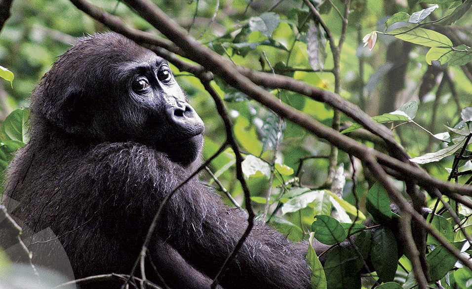 Gorille du Gabon