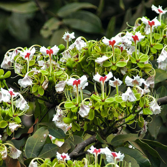 Afzelia bipindensis - Gabon