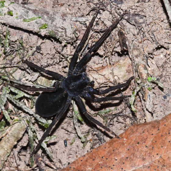 Arachnide - Gabon