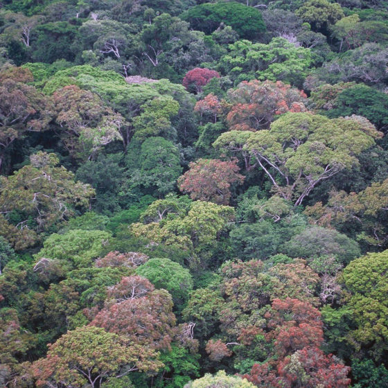 Forêt du Gabon