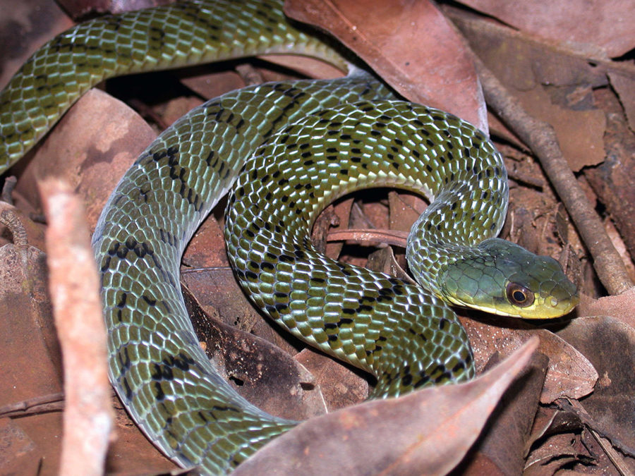 Serpent - Gabon