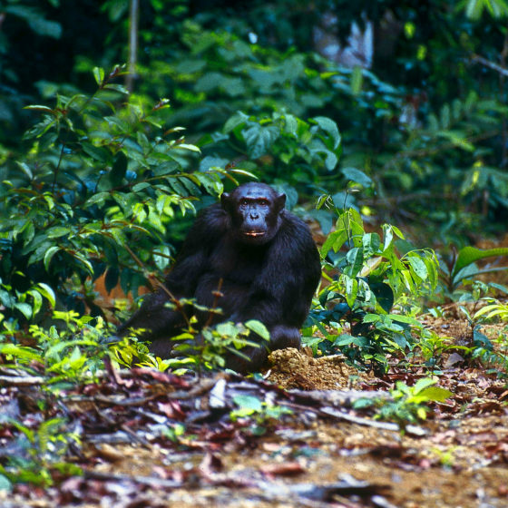 Chimpanzé du Gabon