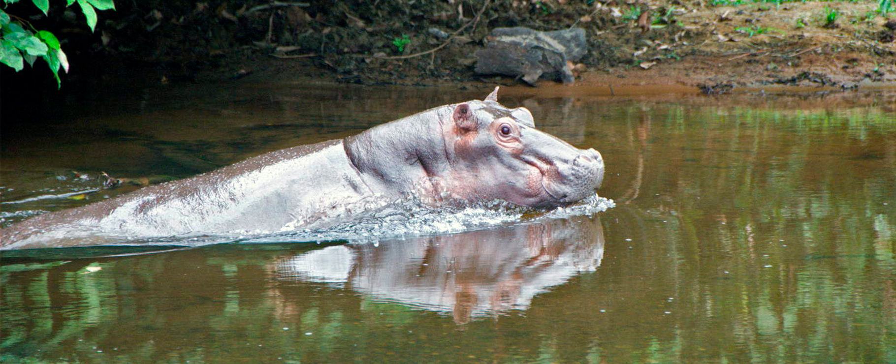 Hippo - Gabon