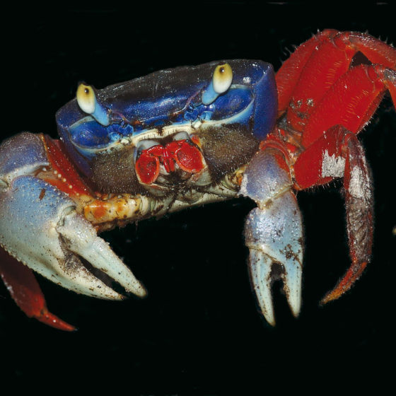 Crabe - Gabon
