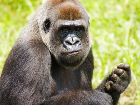 Gorille - Gabon