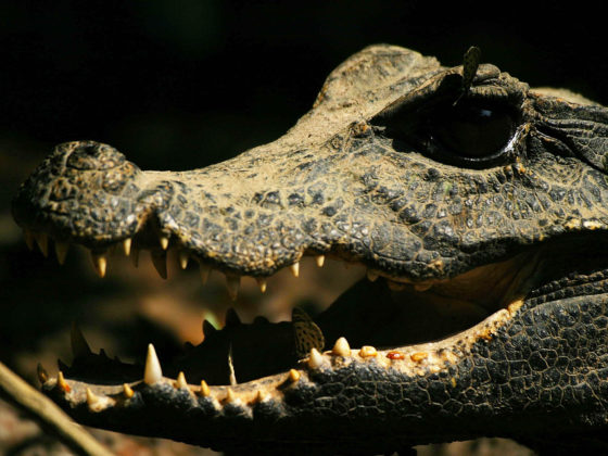 Crocodile - Gabon