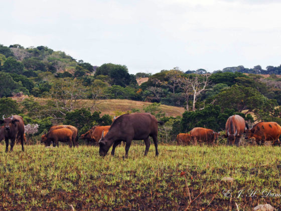 Buffles du Gabon