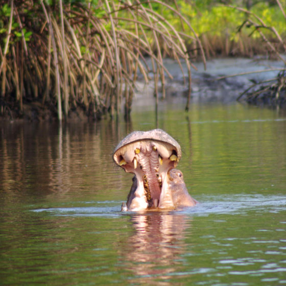 Hippo - Gabon