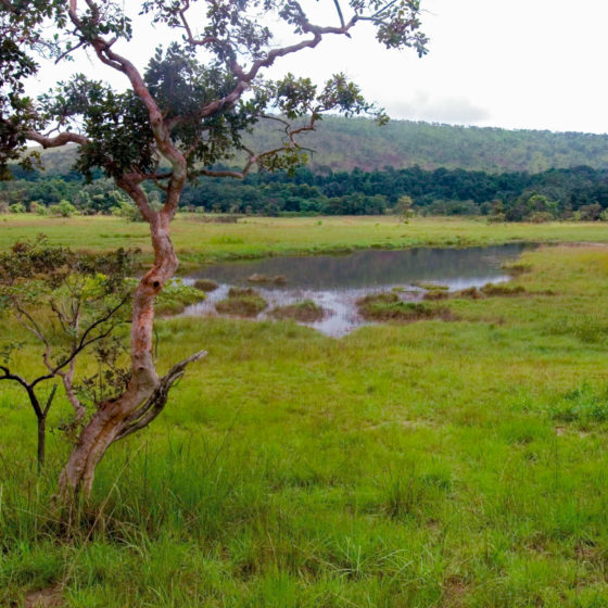 Plaine marécageuse le long de la rivière - Gabon