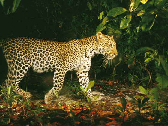 Leopard - Gabon