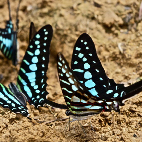 Papillon - Gabon