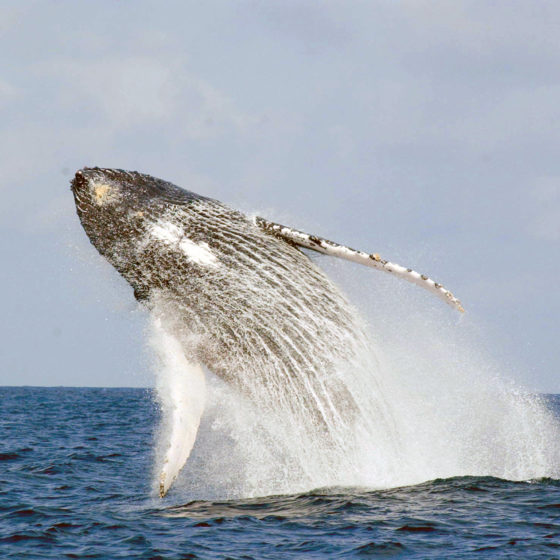 Baleine - Gabon