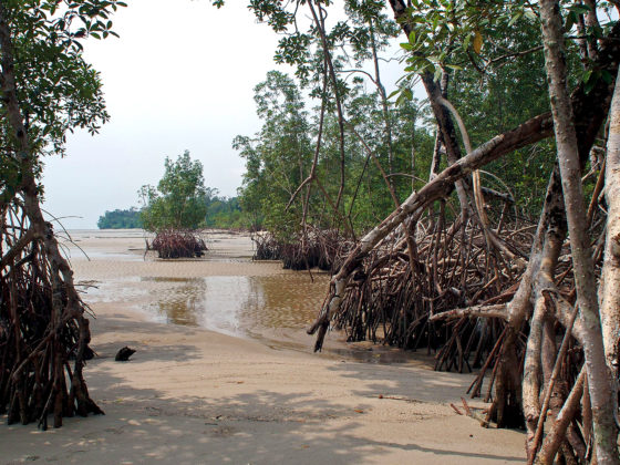 Mangrove sur plage - Gabon