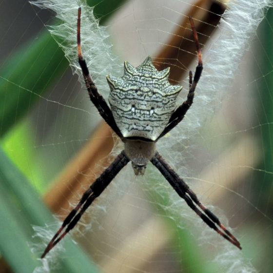 Araignée du Gabon