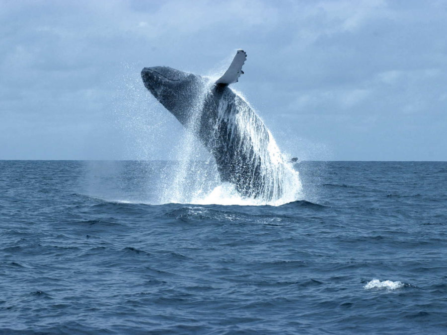 Baleine - Gabon