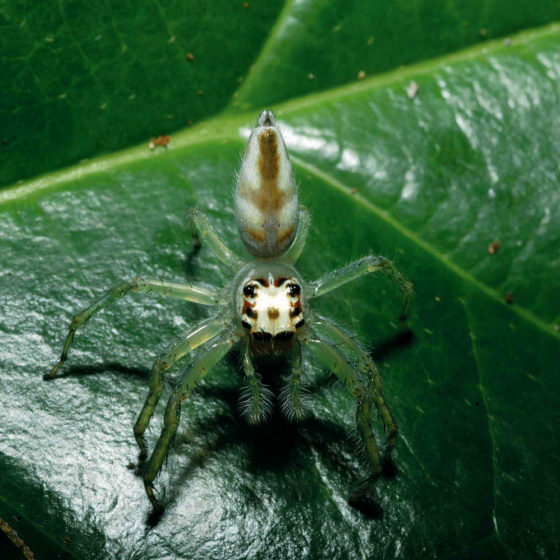 Araignée - Gabon