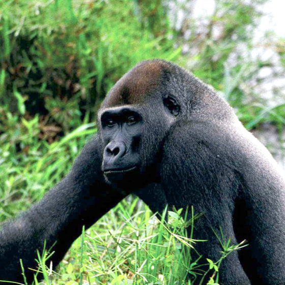 Gorille - Gabon