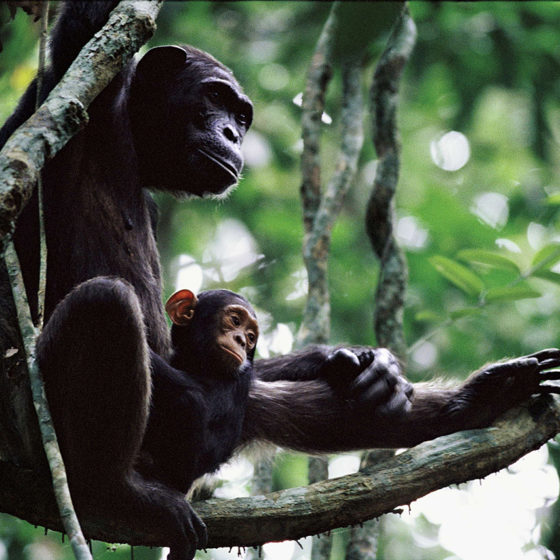 Chimpanzé - Gabon