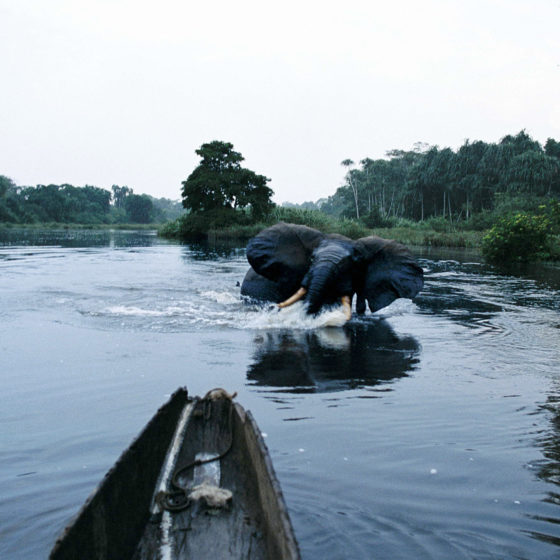 Elephant dans une rivière au Gabon