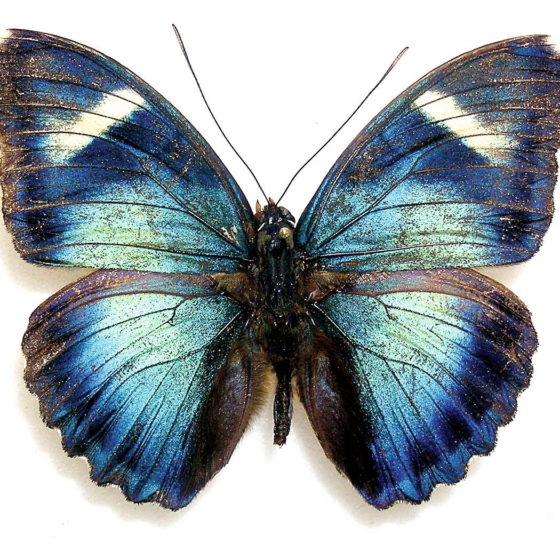 Euphaedra brevis - Gabon
