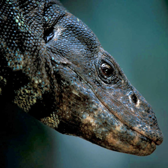 Iguane du Gabon