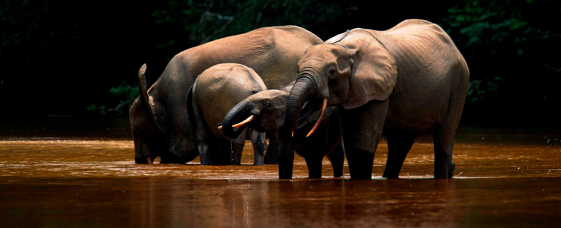 Eléphants du Gabon