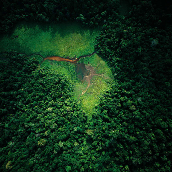 Forêt du Gabon