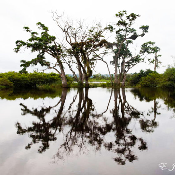 Lagune du Gabon