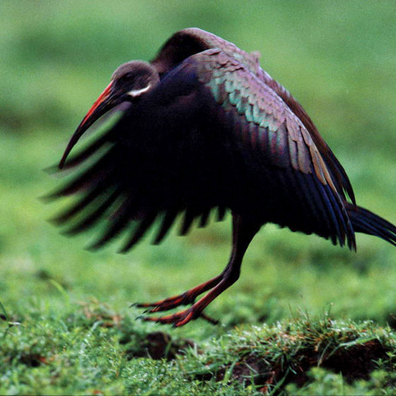 Oiseau - Gabon