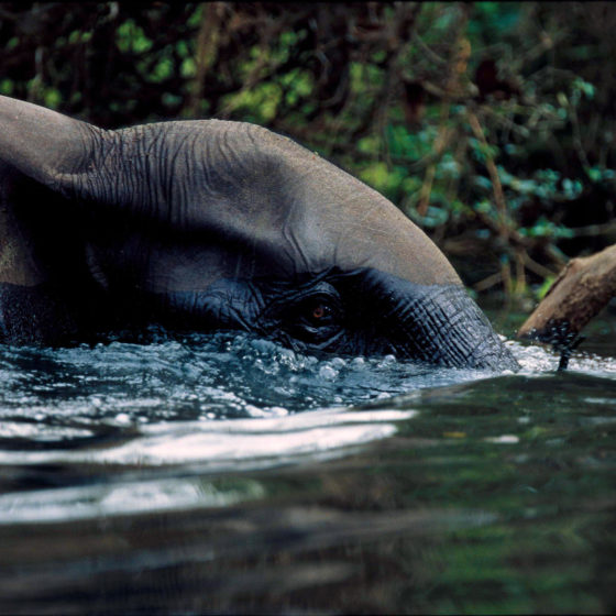 Eléphant du Gabon
