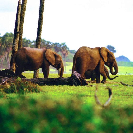 Eléphant du Gabon