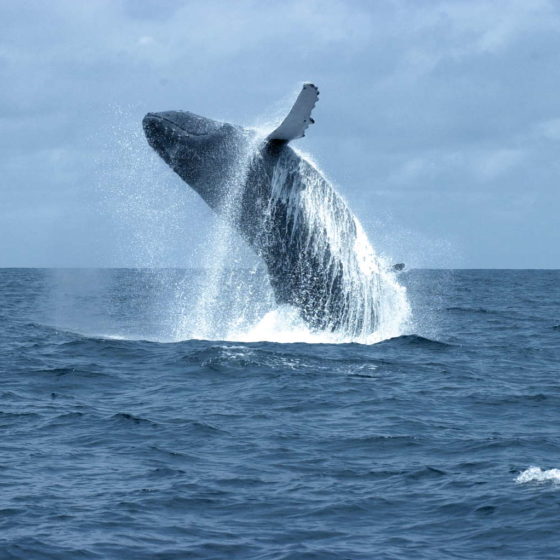 Baleine- Gabon
