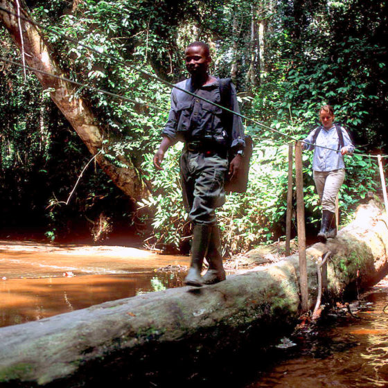 Mikongo au Gabon
