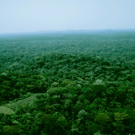 Minkebe au Gabon