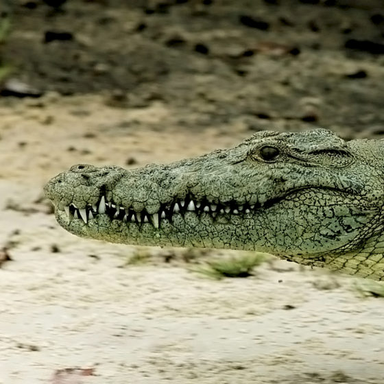 Crocodile - Gabon