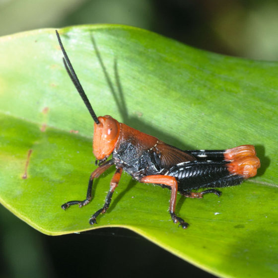 Acrididae - Gabon