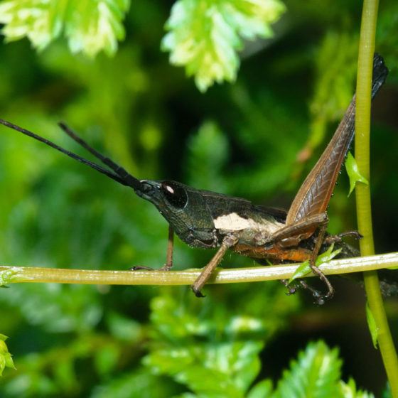 Acrididae - Gabon