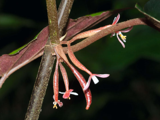 Begonia - Gabon