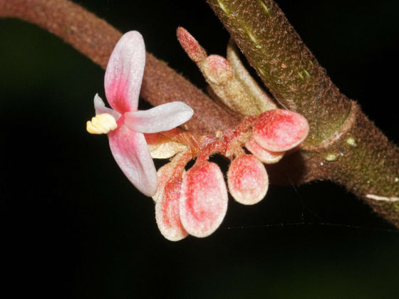 Begonia - Gabon