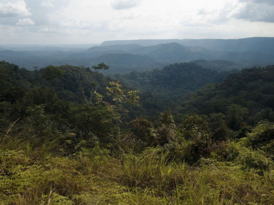 Forêt - Gabon