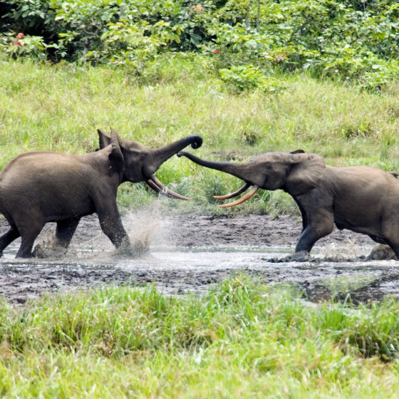 Eléphants du Gabon