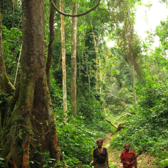 Forêt - Gabon