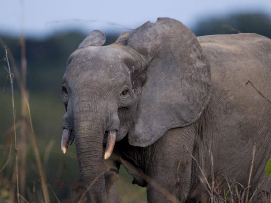 Éléphant - Gabon