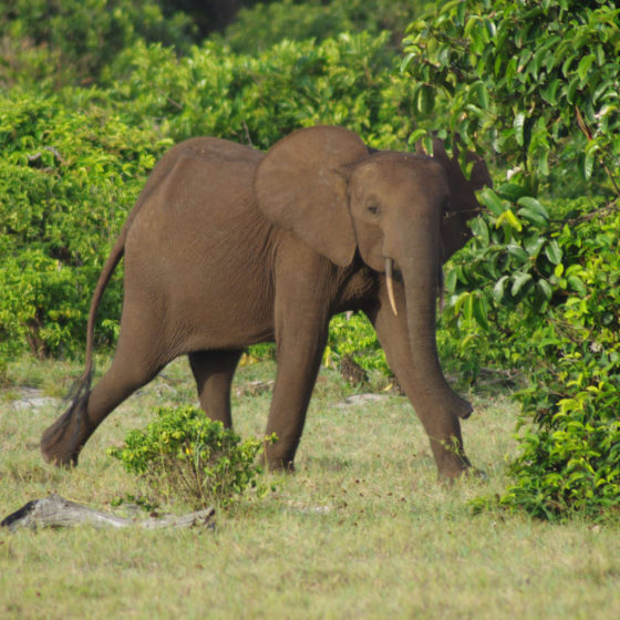 Éléphant - Gabon