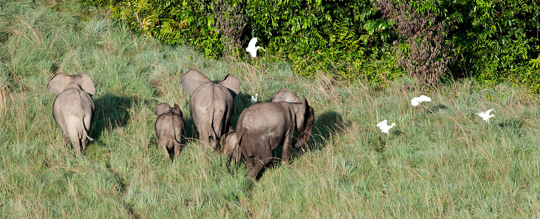 Éléphants du Gabon