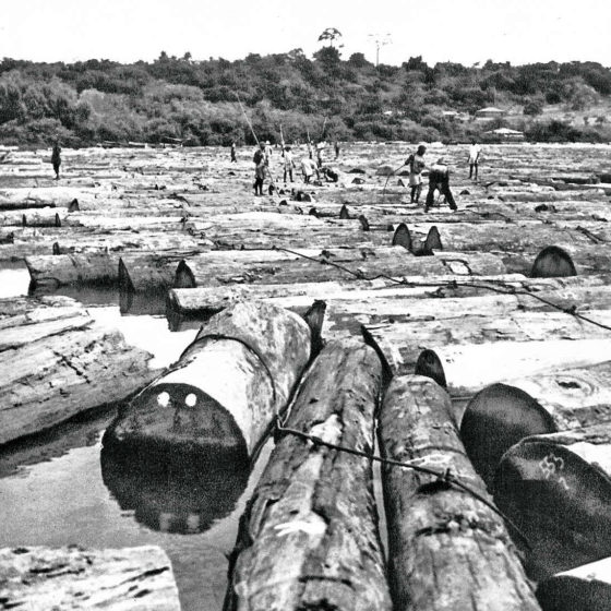 Bille de bois au Gabon