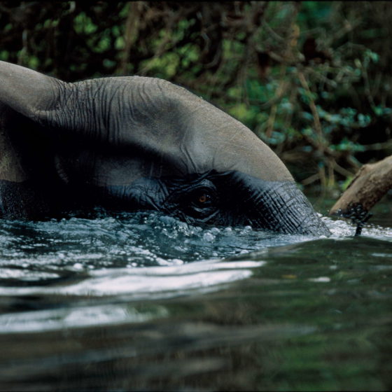 Éléphant ce rafraichissant dans la rivière