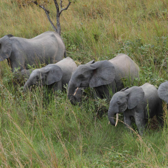 Éléphants lopé - Gabon