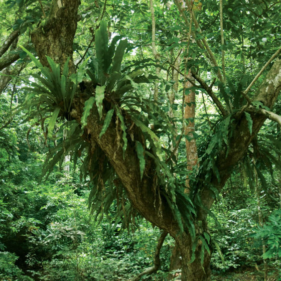 Epiphytes - Gabon