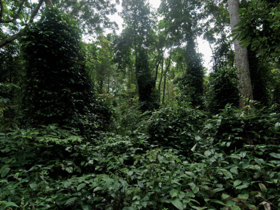 Forêt à marantacées - Gabon